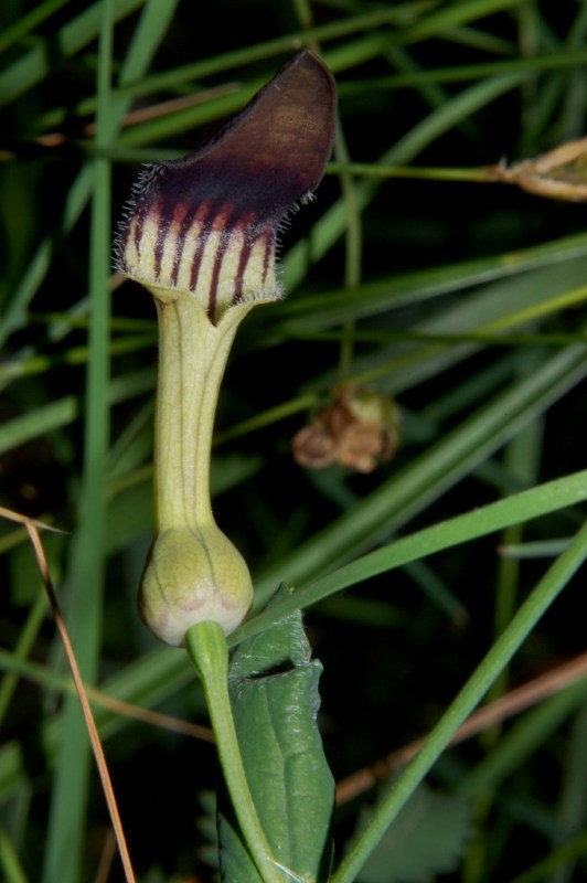 Aristolochia rotunda ssp. insularis / Aristolochia rotonda